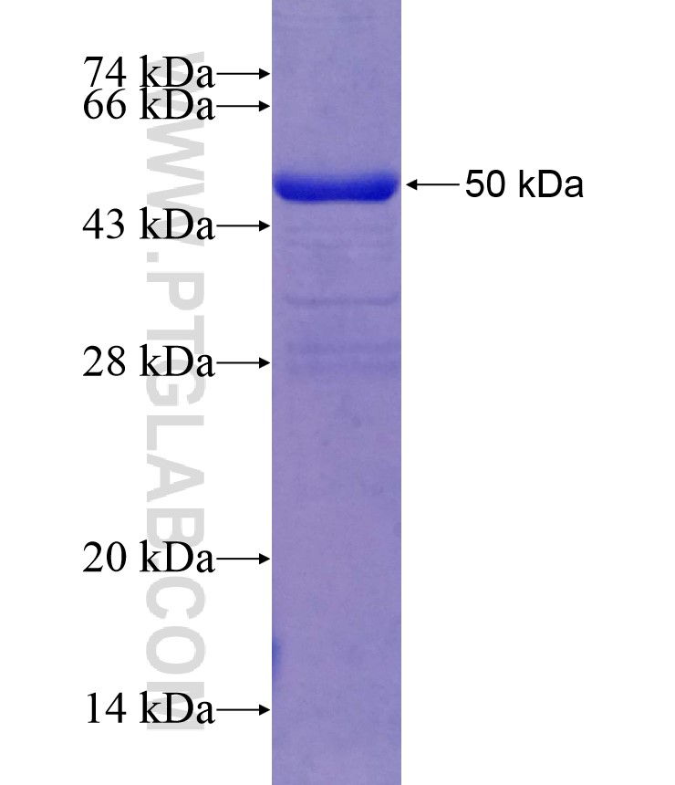 PP2A fusion protein Ag0392 SDS-PAGE