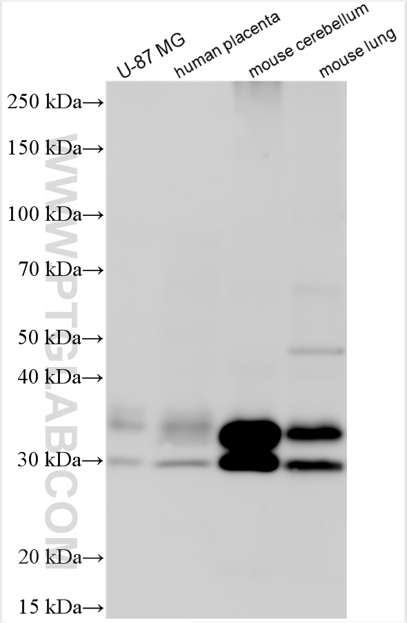 WB analysis using 27391-1-AP