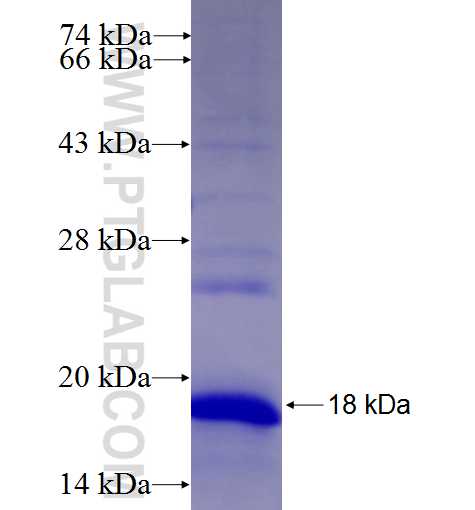 PPAP2B fusion protein Ag26429 SDS-PAGE