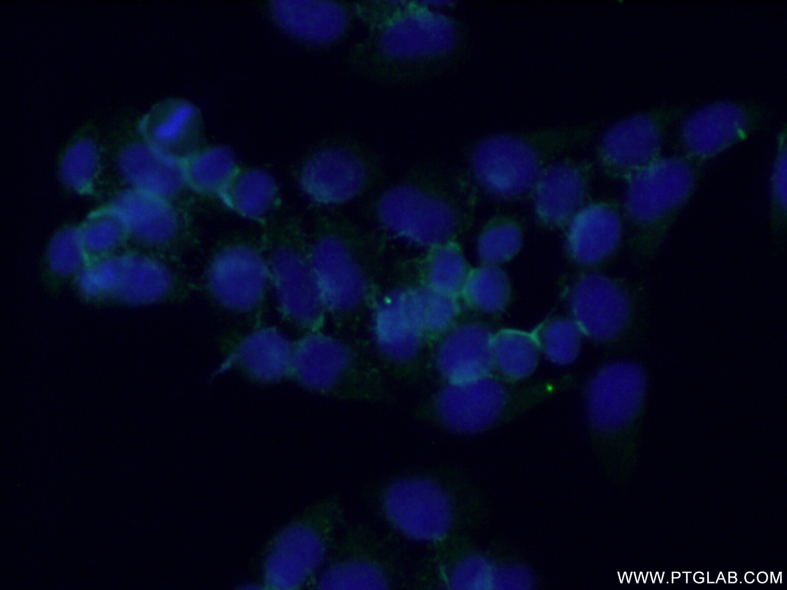 IF Staining of L02 using 26234-1-AP