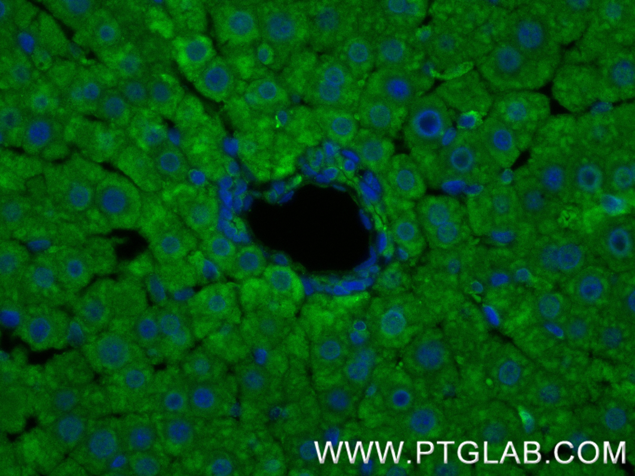 IF Staining of rat liver using 81490-5-RR (same clone as 81490-5-PBS)