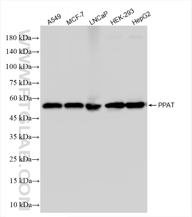 WB analysis using 85096-1-RR