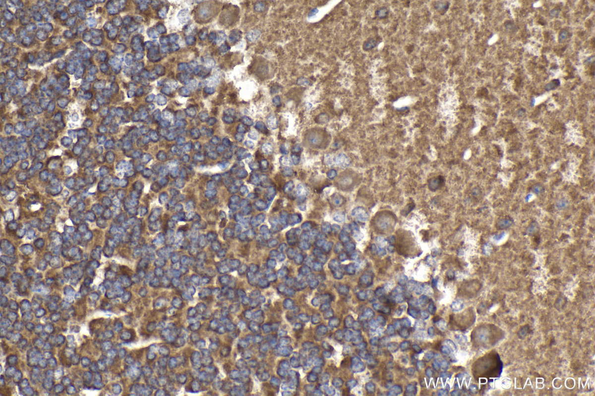 IHC staining of mouse cerebellum using 11492-1-AP