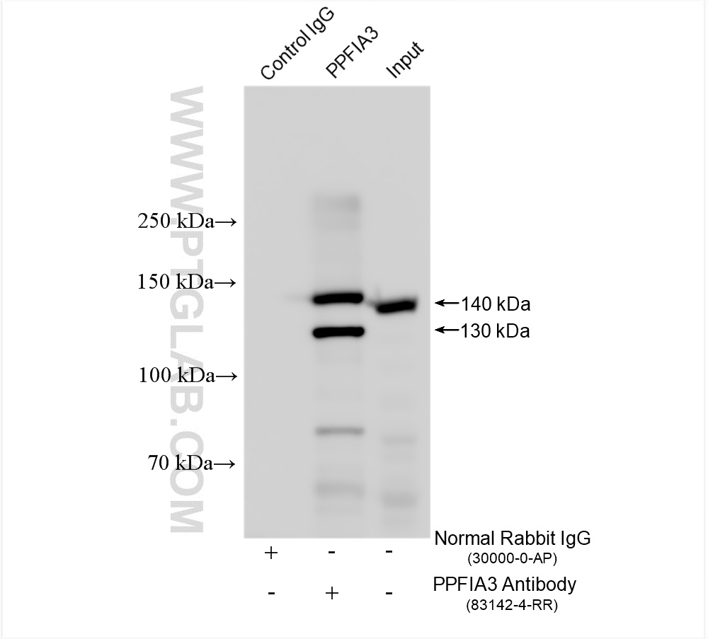 IP experiment of mouse brain using 83142-4-RR (same clone as 83142-4-PBS)