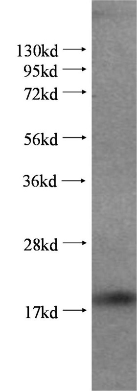 WB analysis of Jurkat using 51040-1-AP