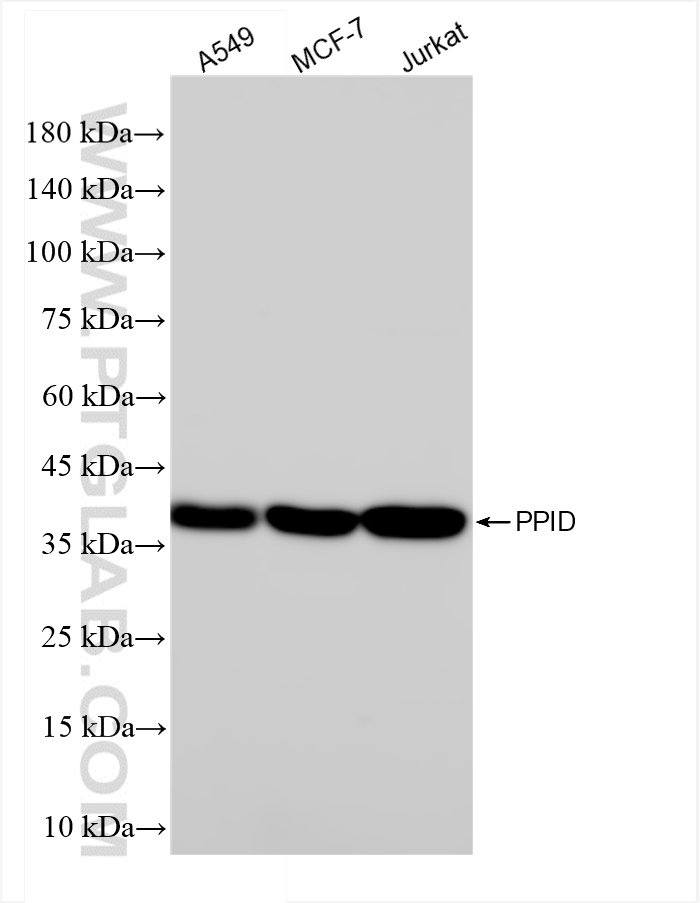 WB analysis using 84115-1-RR (same clone as 84115-1-PBS)