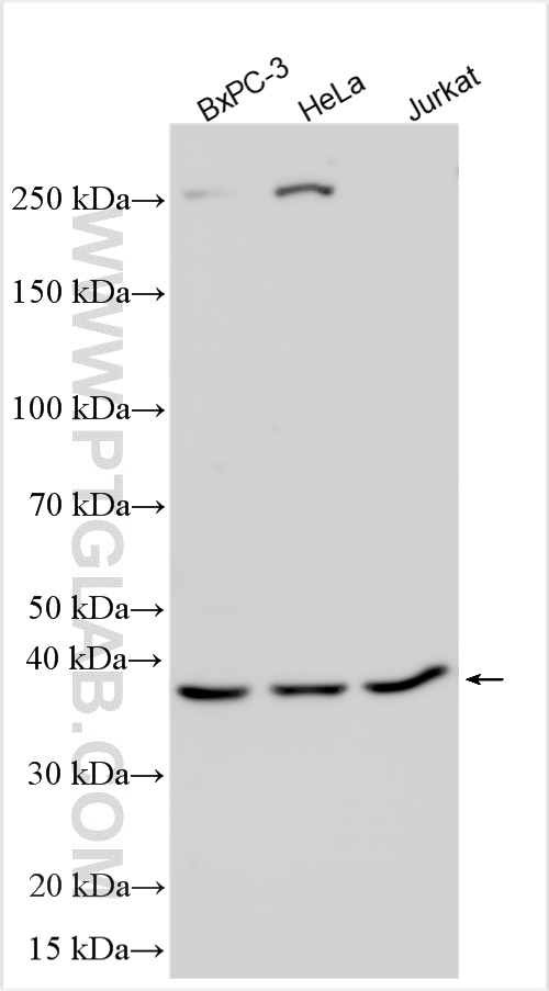 WB analysis using 15357-1-AP