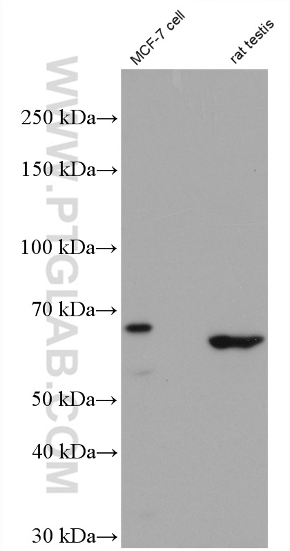 WB analysis of MCF-7 using 26532-1-AP