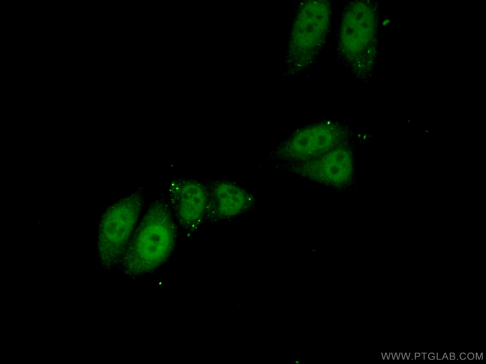 IF Staining of HepG2 using 24450-1-AP