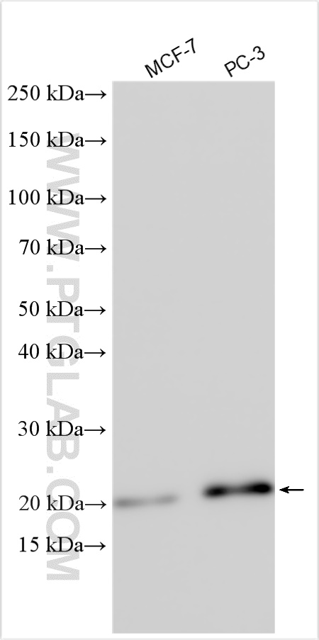 WB analysis using 18476-1-AP