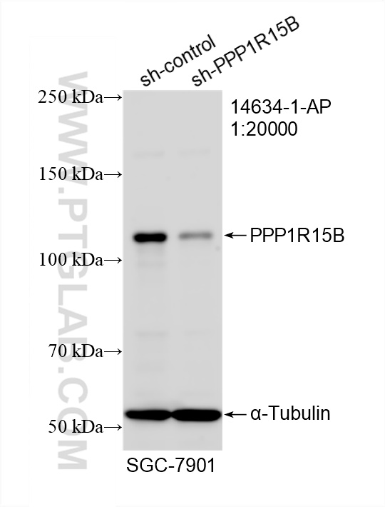 WB analysis of SGC-7901 using 14634-1-AP