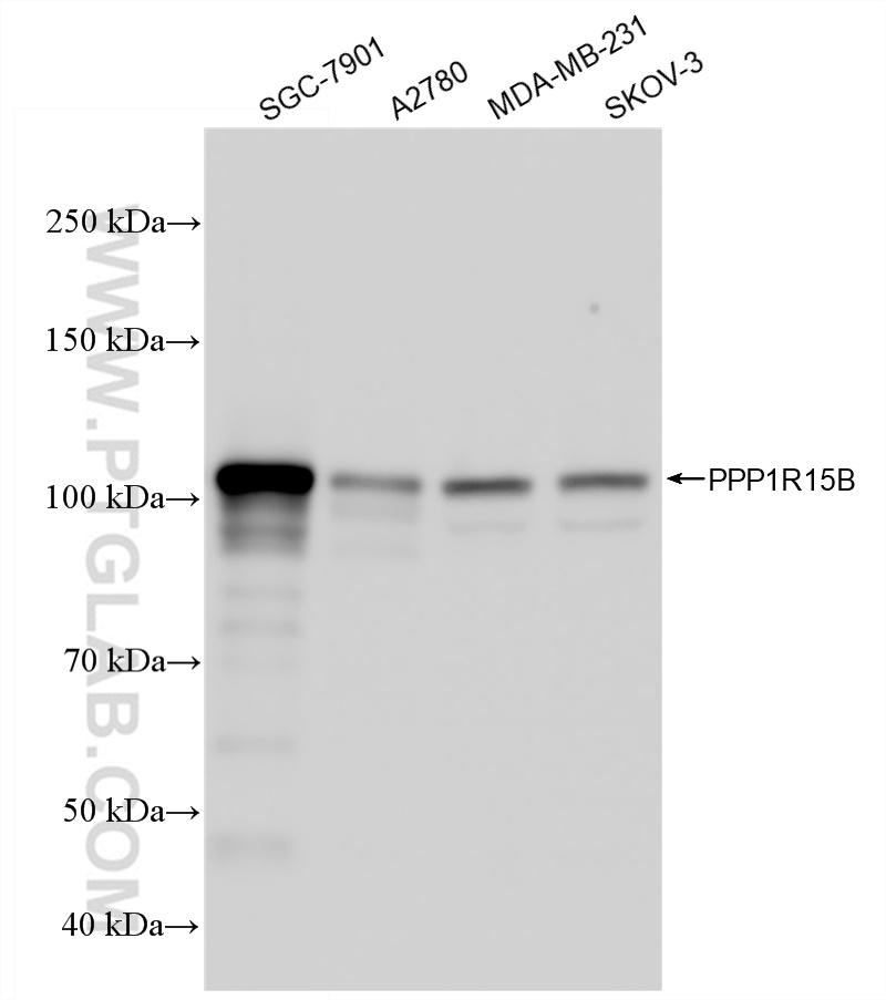 WB analysis using 83016-6-RR