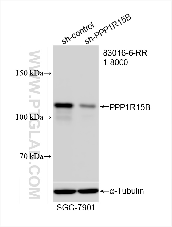 WB analysis of SGC-7901 using 83016-6-RR