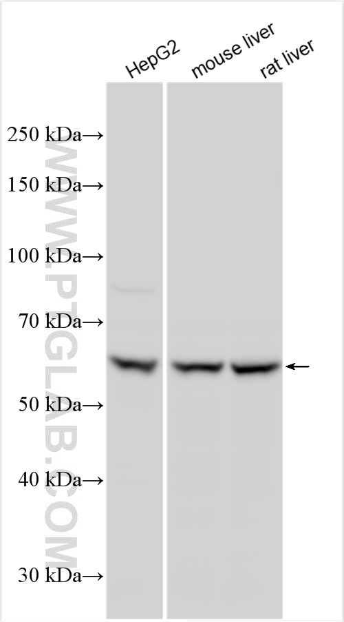 WB analysis using 15882-1-AP