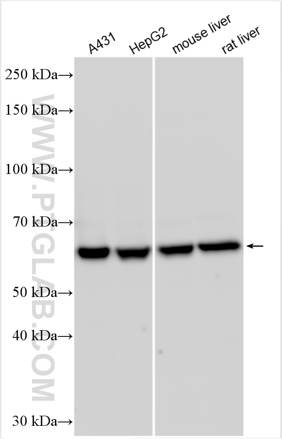 WB analysis using 15882-1-AP