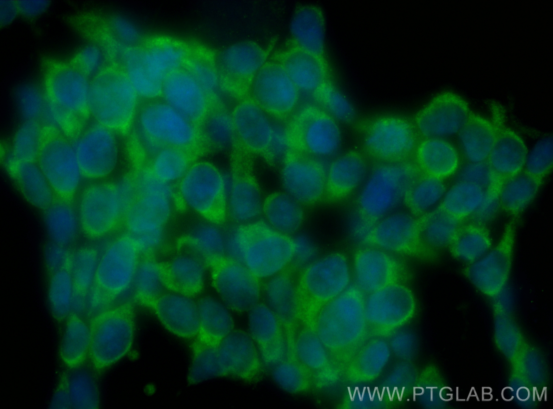 IF Staining of SH-SY5Y using CL488-67783