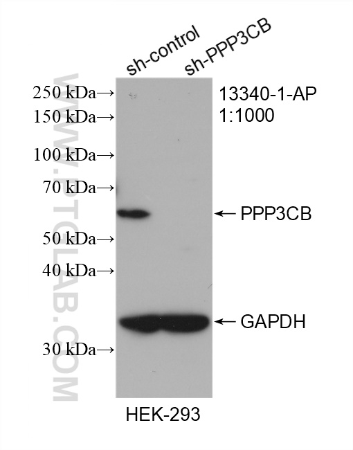 WB analysis of HEK-293 using 13340-1-AP