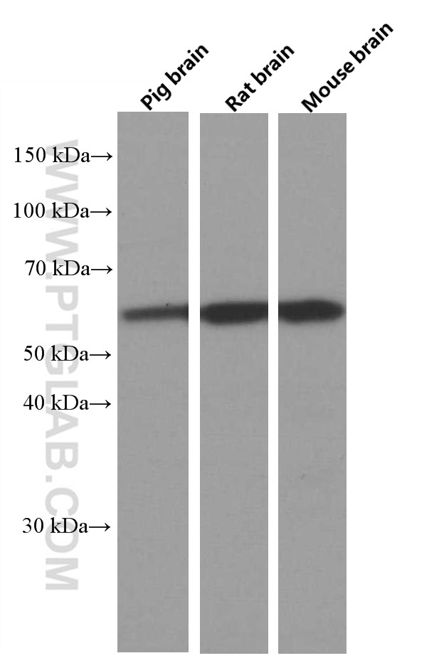 WB analysis using 66614-1-Ig