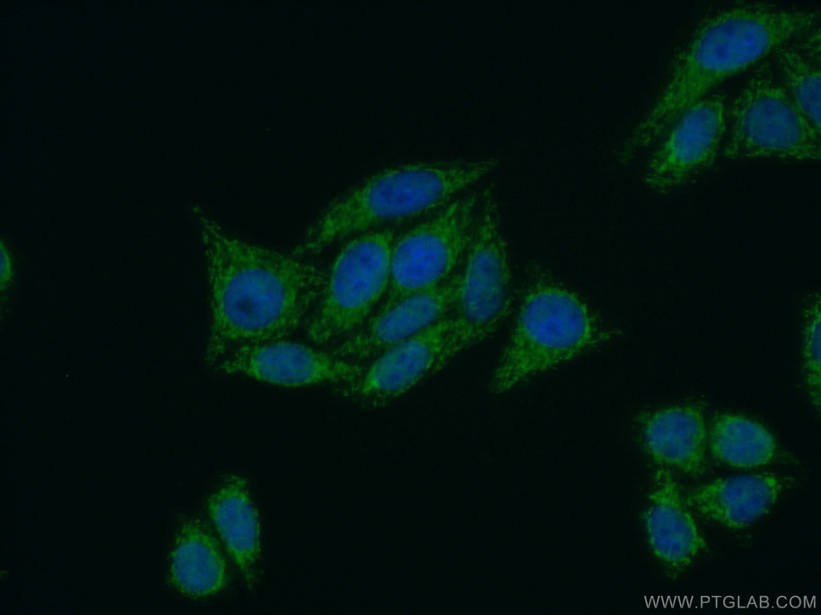 IF Staining of HepG2 using 22676-1-AP