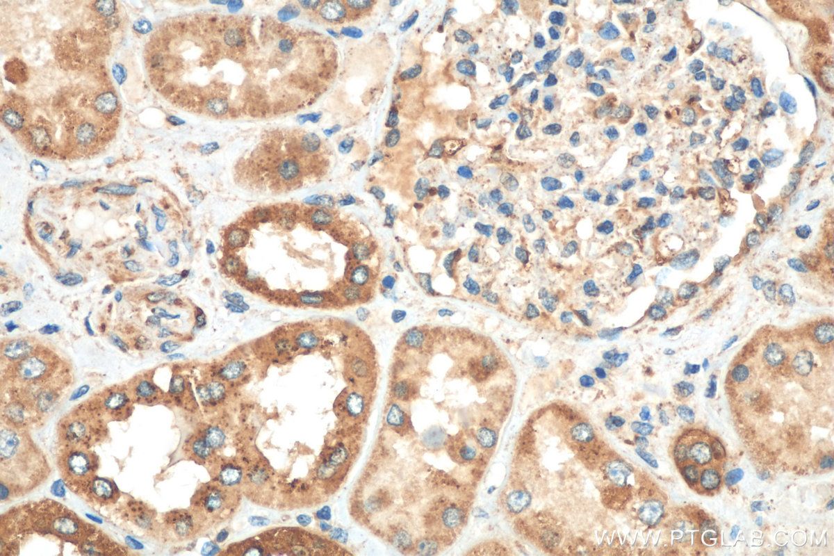 IHC staining of human kidney using 29653-1-AP