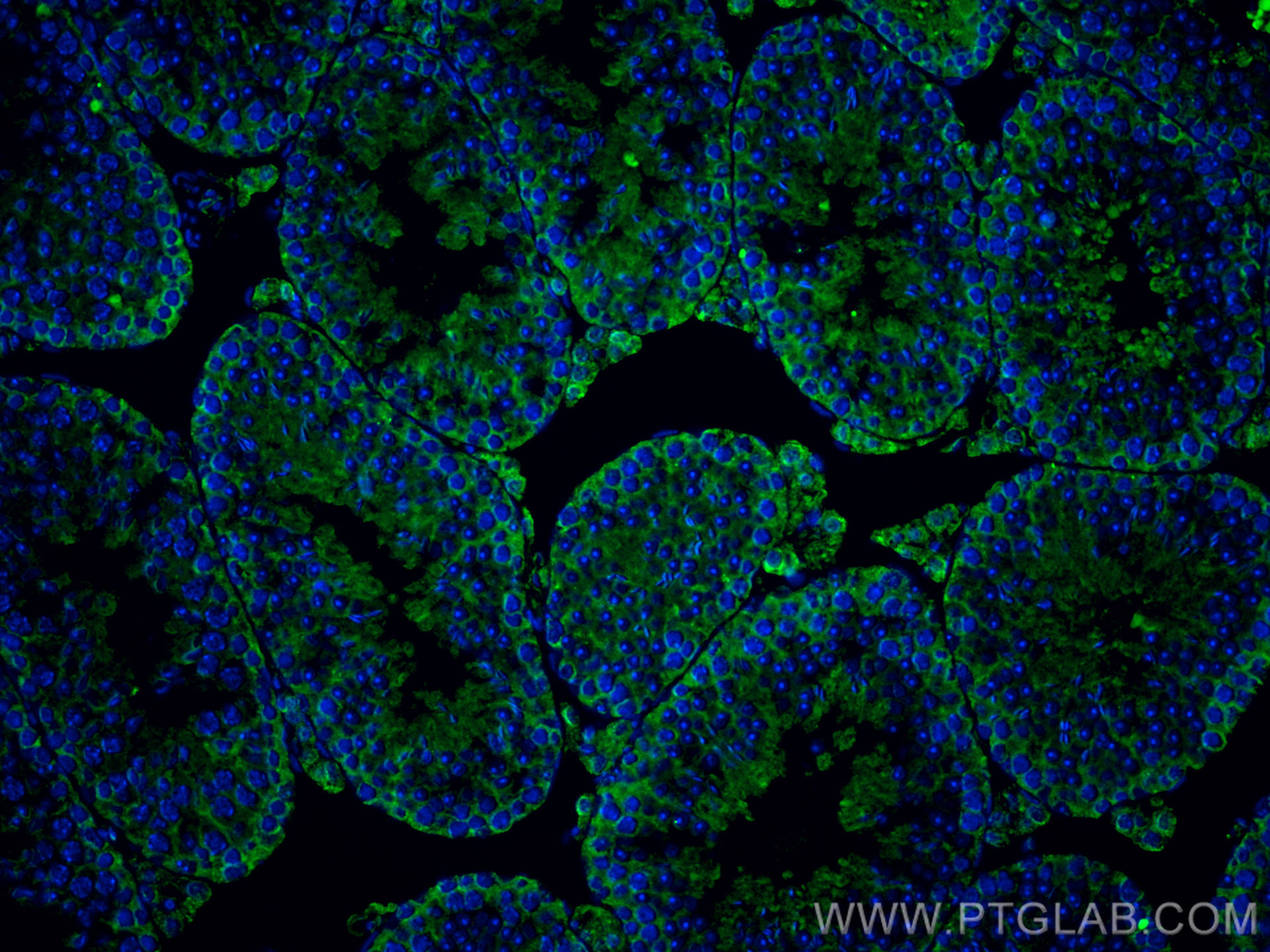 IF Staining of mouse testis using 67699-1-Ig (same clone as 67699-1-PBS)