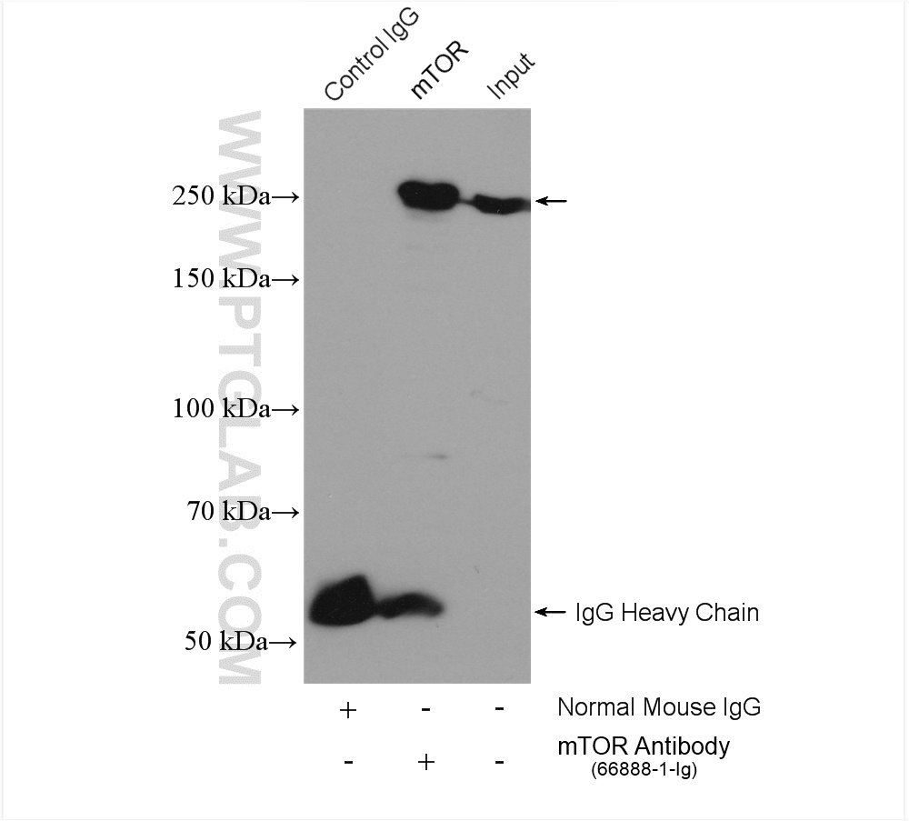 IP result of anti-mTOR(IP:66888-1-Ig, 5μg; Detection:66888-1-Ig 1:20000) with HeLa cells lysate 640 μg.