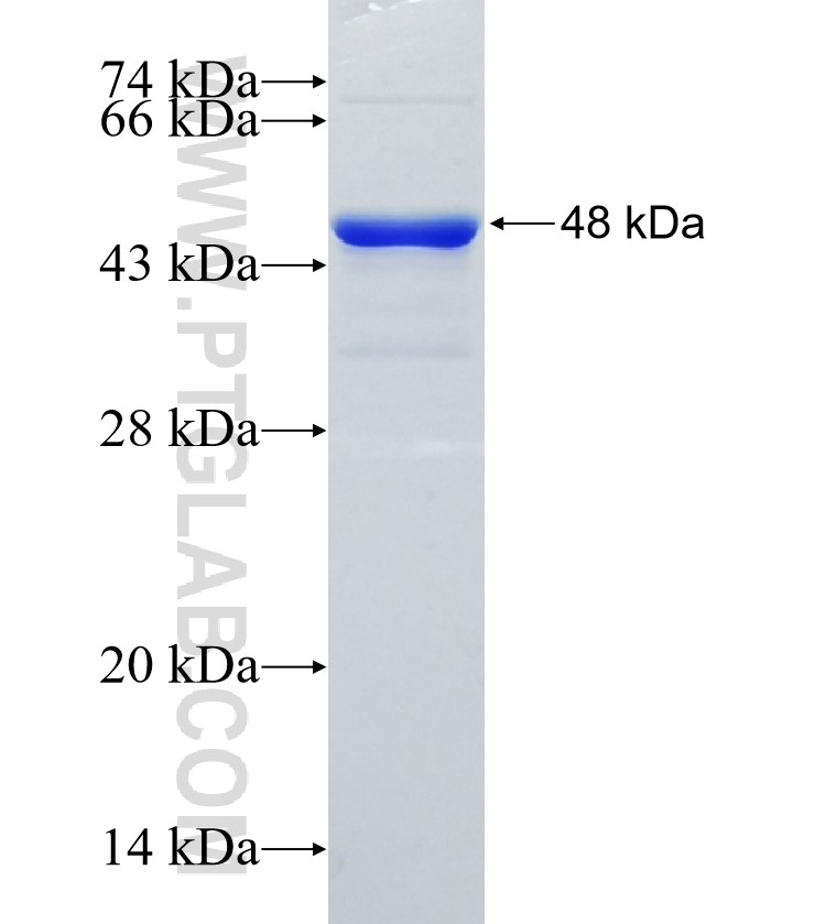 PRAS40 fusion protein Ag35446 SDS-PAGE