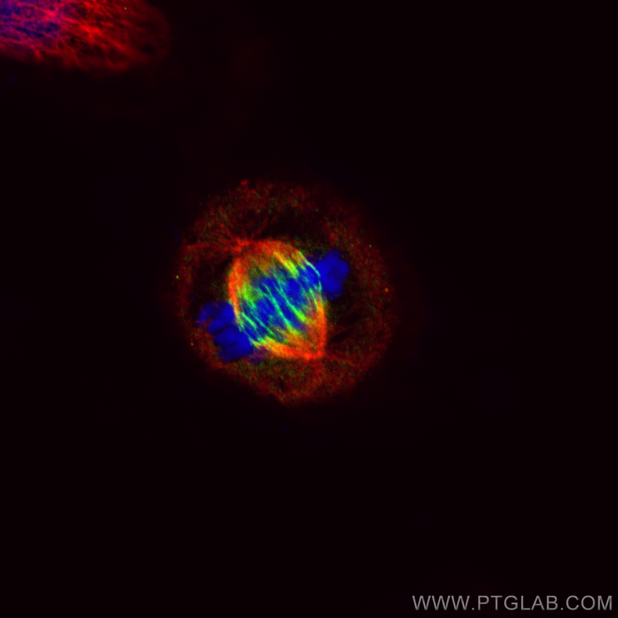 IF Staining of HepG2 using CL488-84041-2