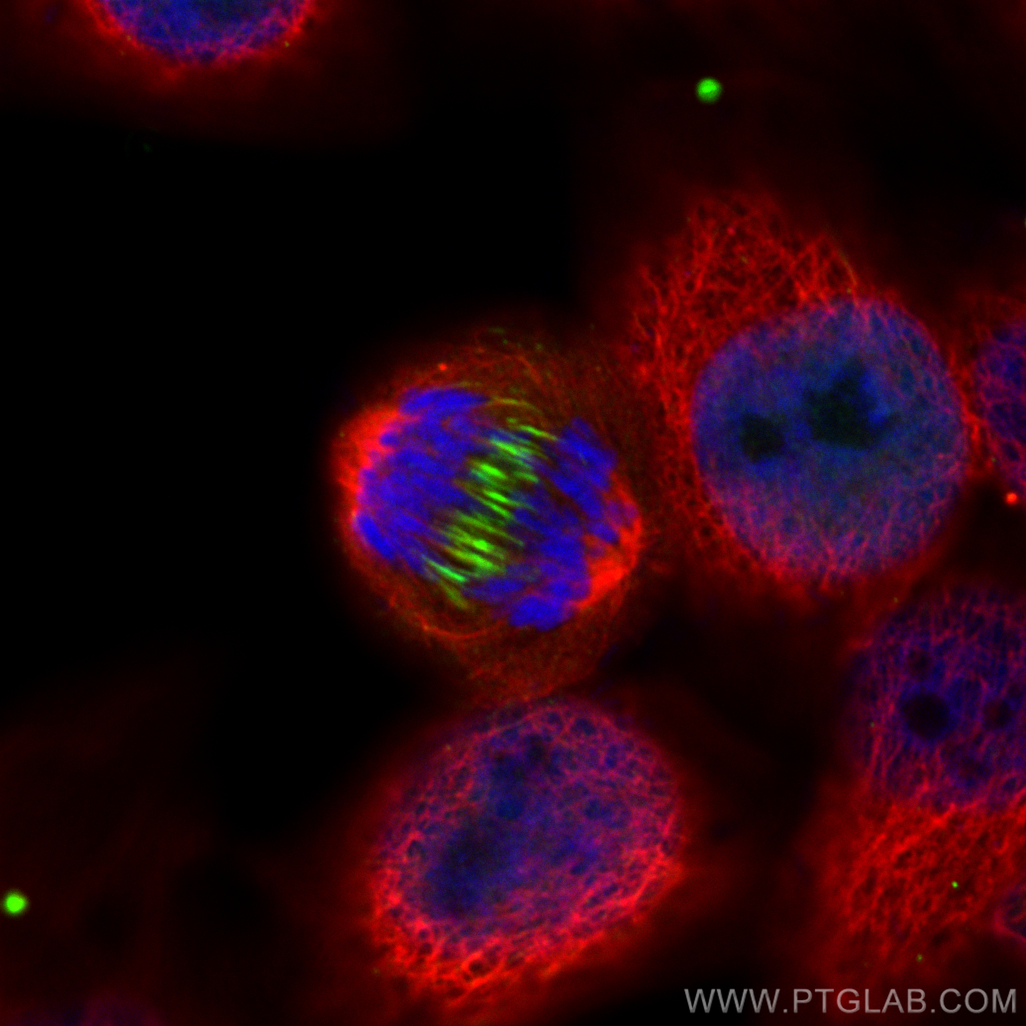 IF Staining of HepG2 using CL488-84041-2