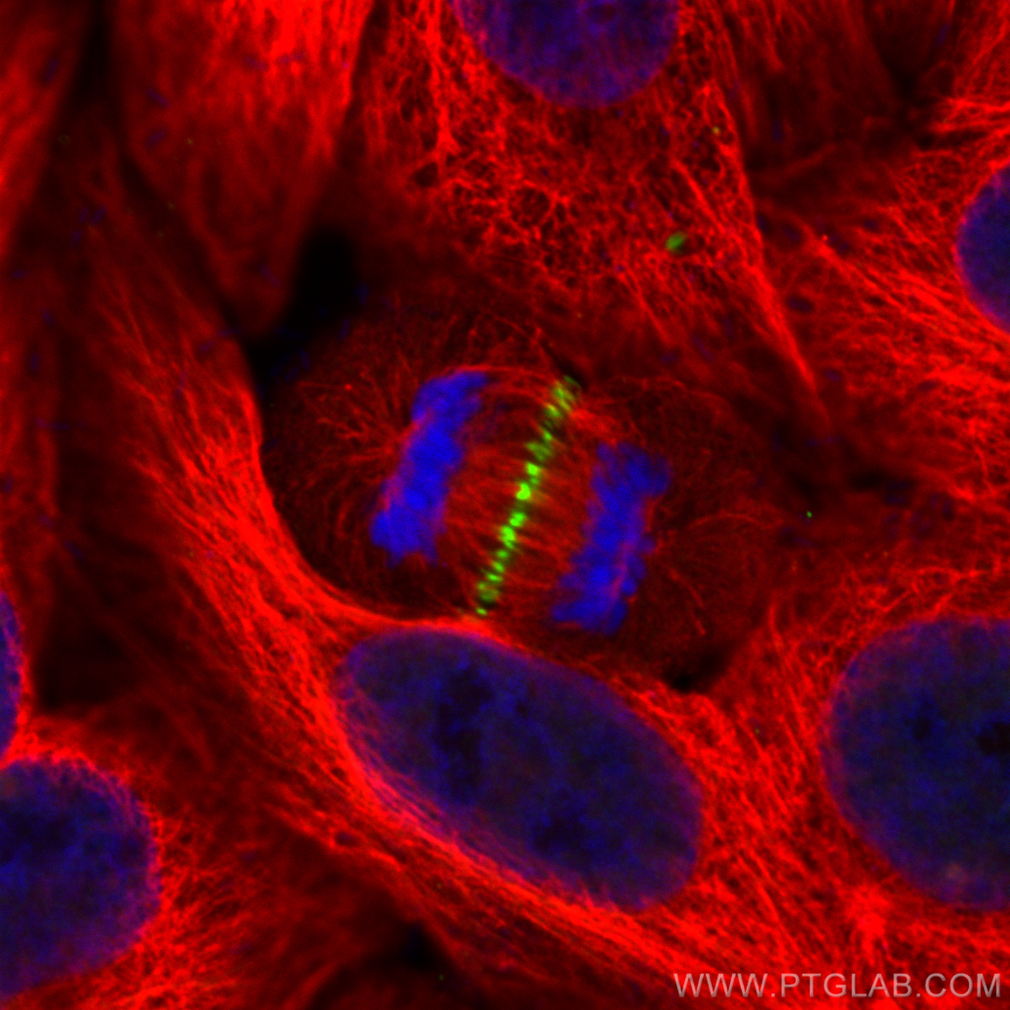 IF Staining of HepG2 using CL488-84041-2