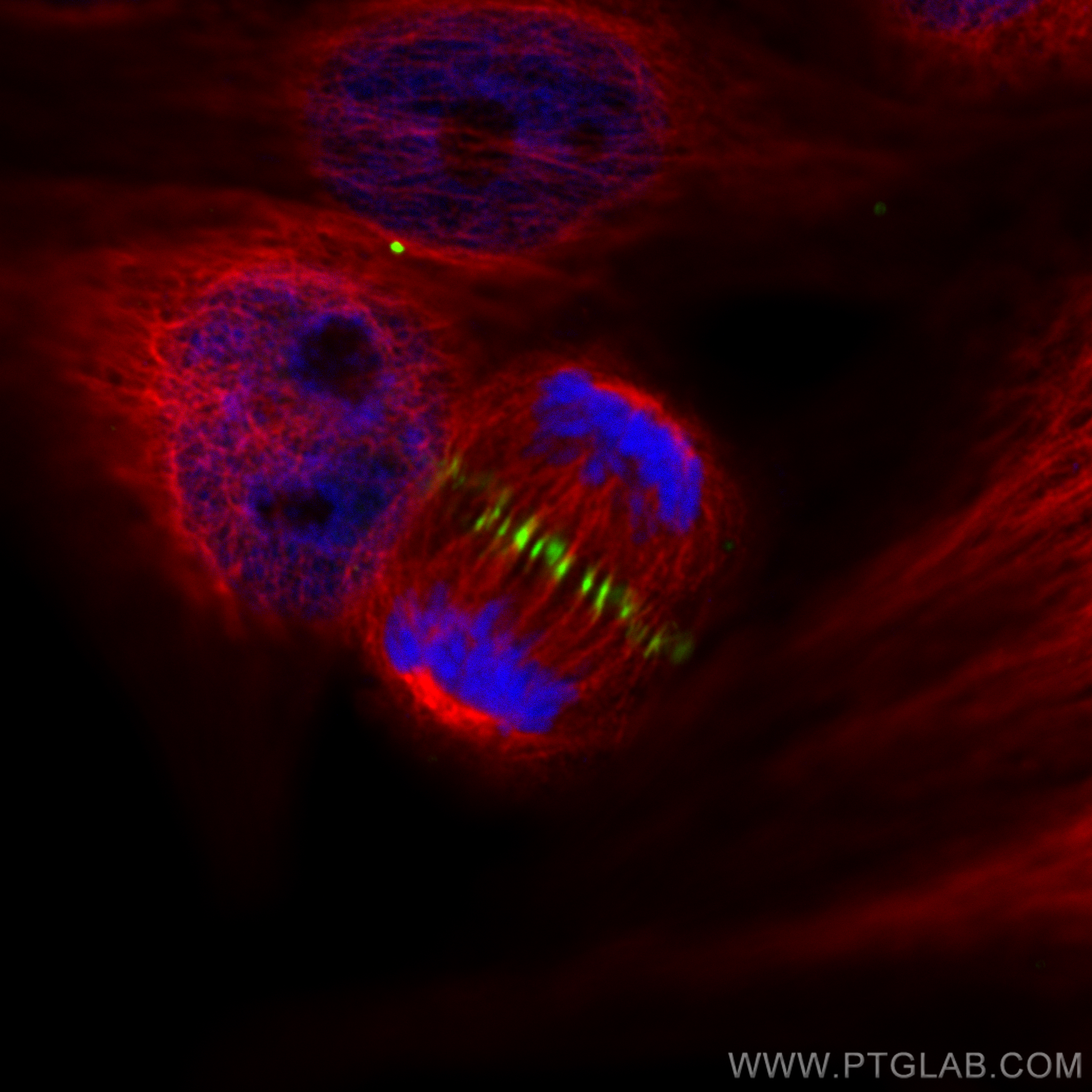 IF Staining of HepG2 using CL488-84041-2