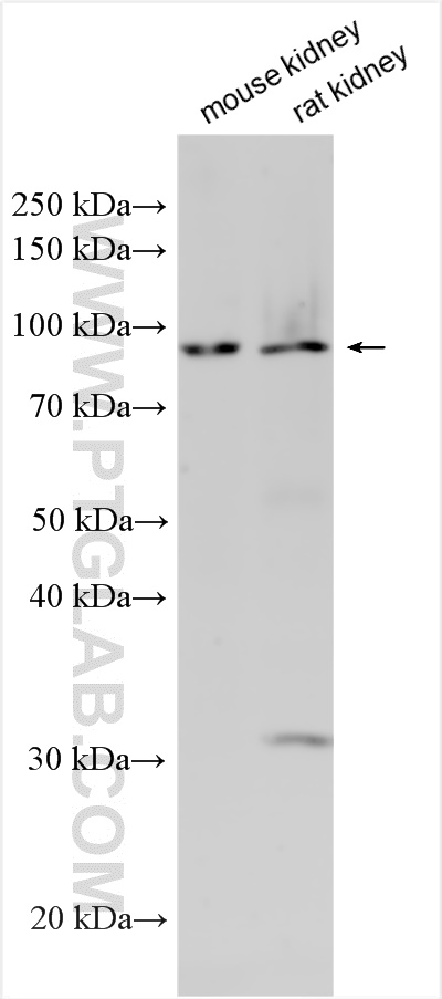 WB analysis using 30453-1-AP