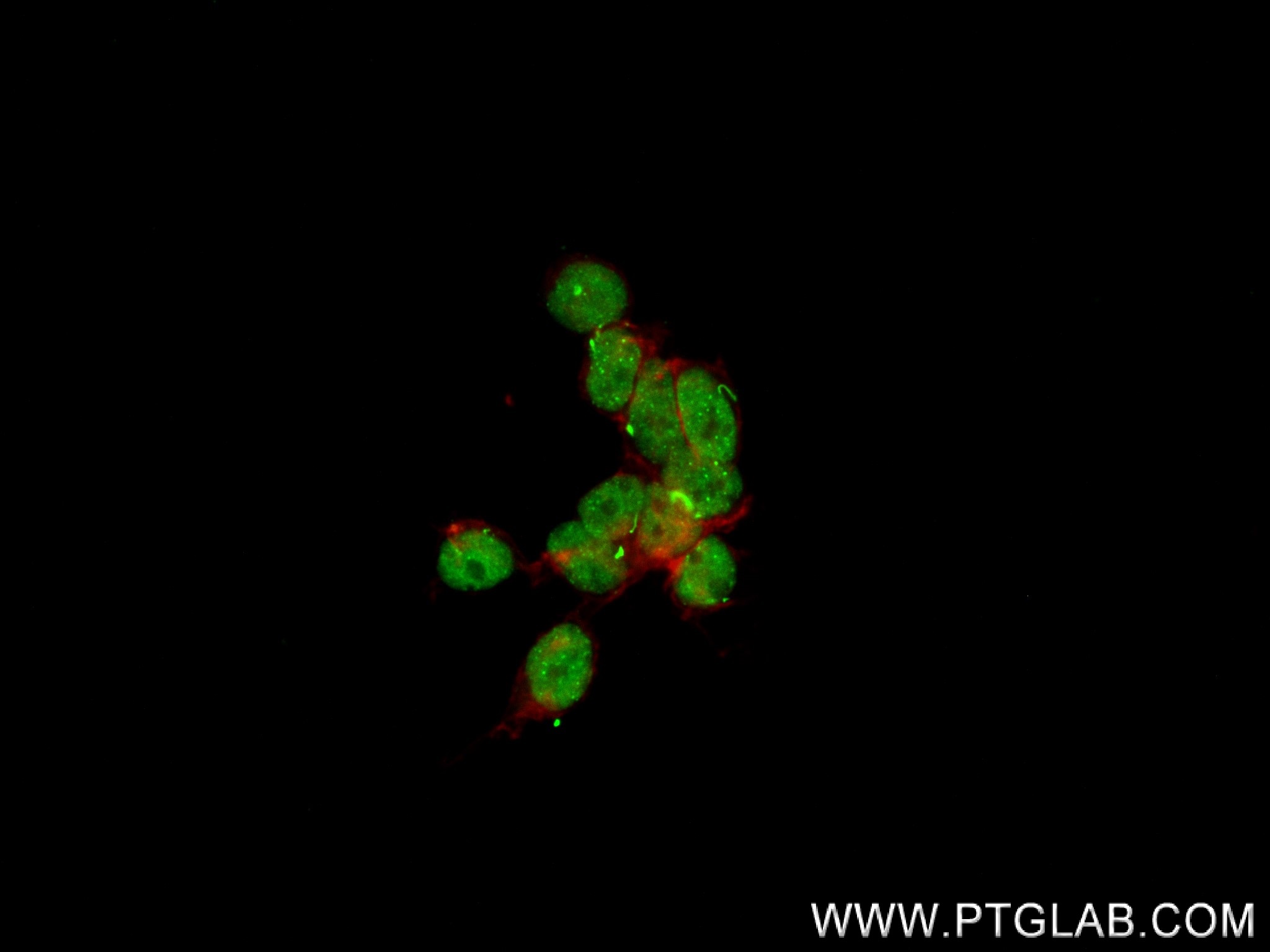 IF Staining of HEK-293 using 83872-1-RR