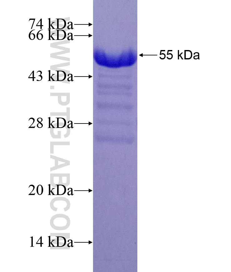 PRDM16 fusion protein Ag29333 SDS-PAGE