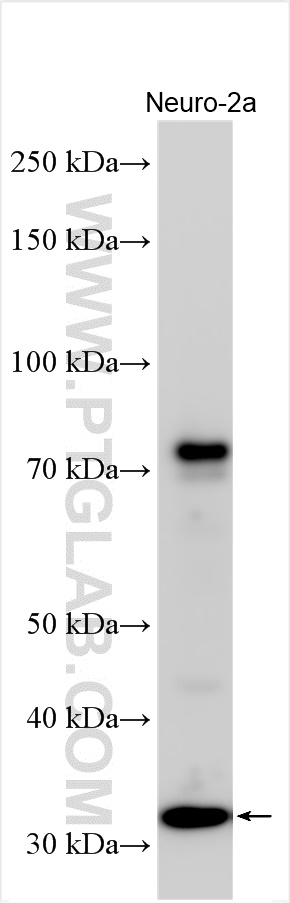 WB analysis using 26010-1-AP