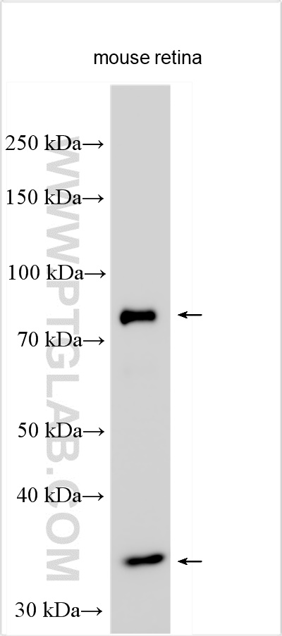 WB analysis using 26010-1-AP