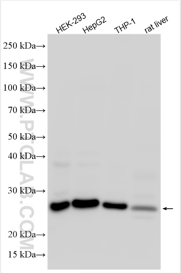 WB analysis using 55087-1-AP