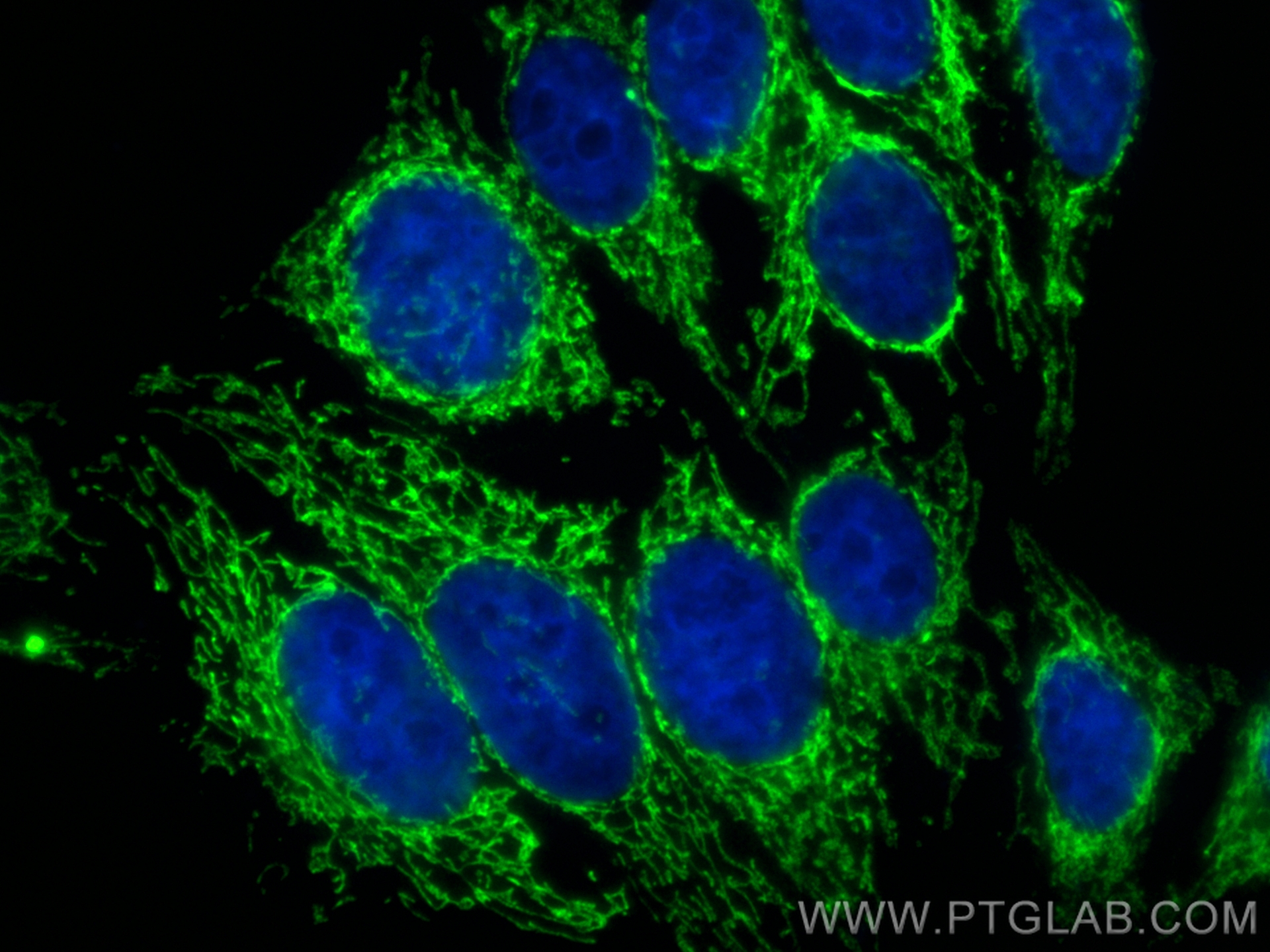 IF Staining of HepG2 using CL488-81833