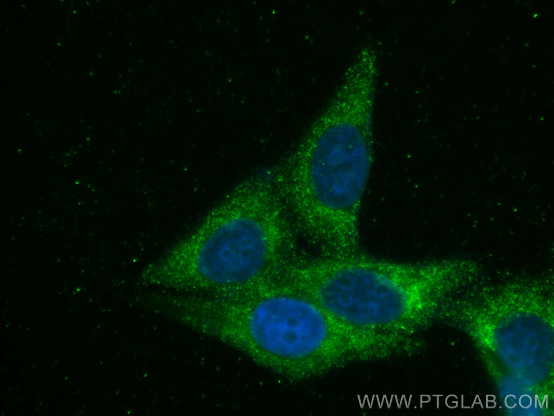 IF Staining of HepG2 using 60286-1-Ig (same clone as 60286-1-PBS)