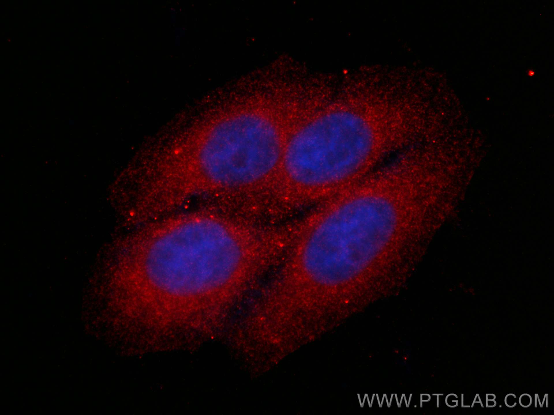 IF Staining of HepG2 using CL594-60286