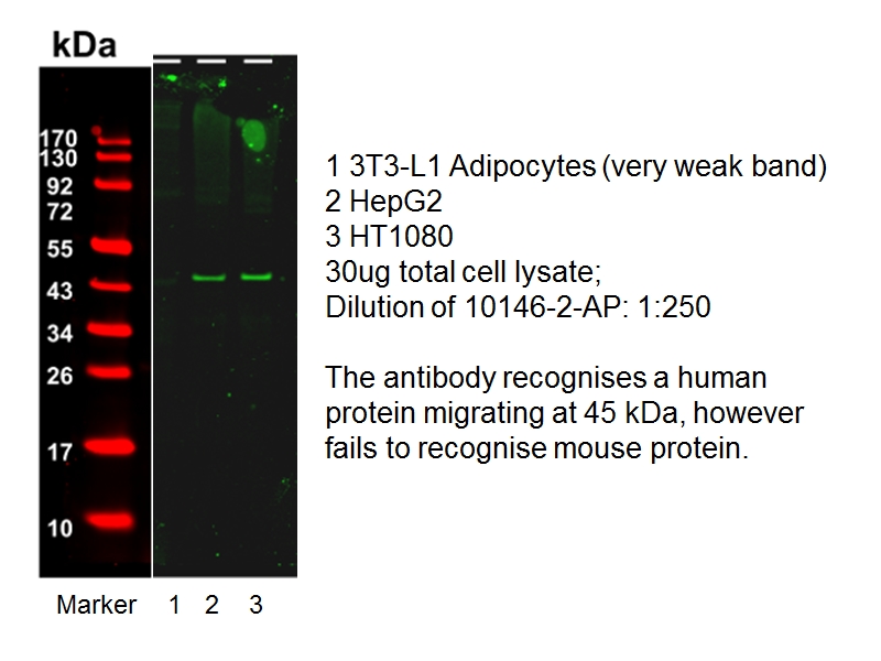 WB analysis of 3T3-L1 cells using 10146-2-AP