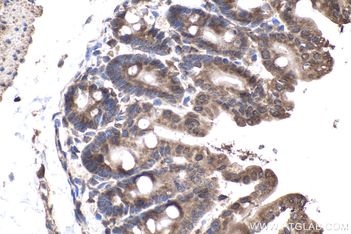 IHC staining of mouse intestine using 10146-2-AP