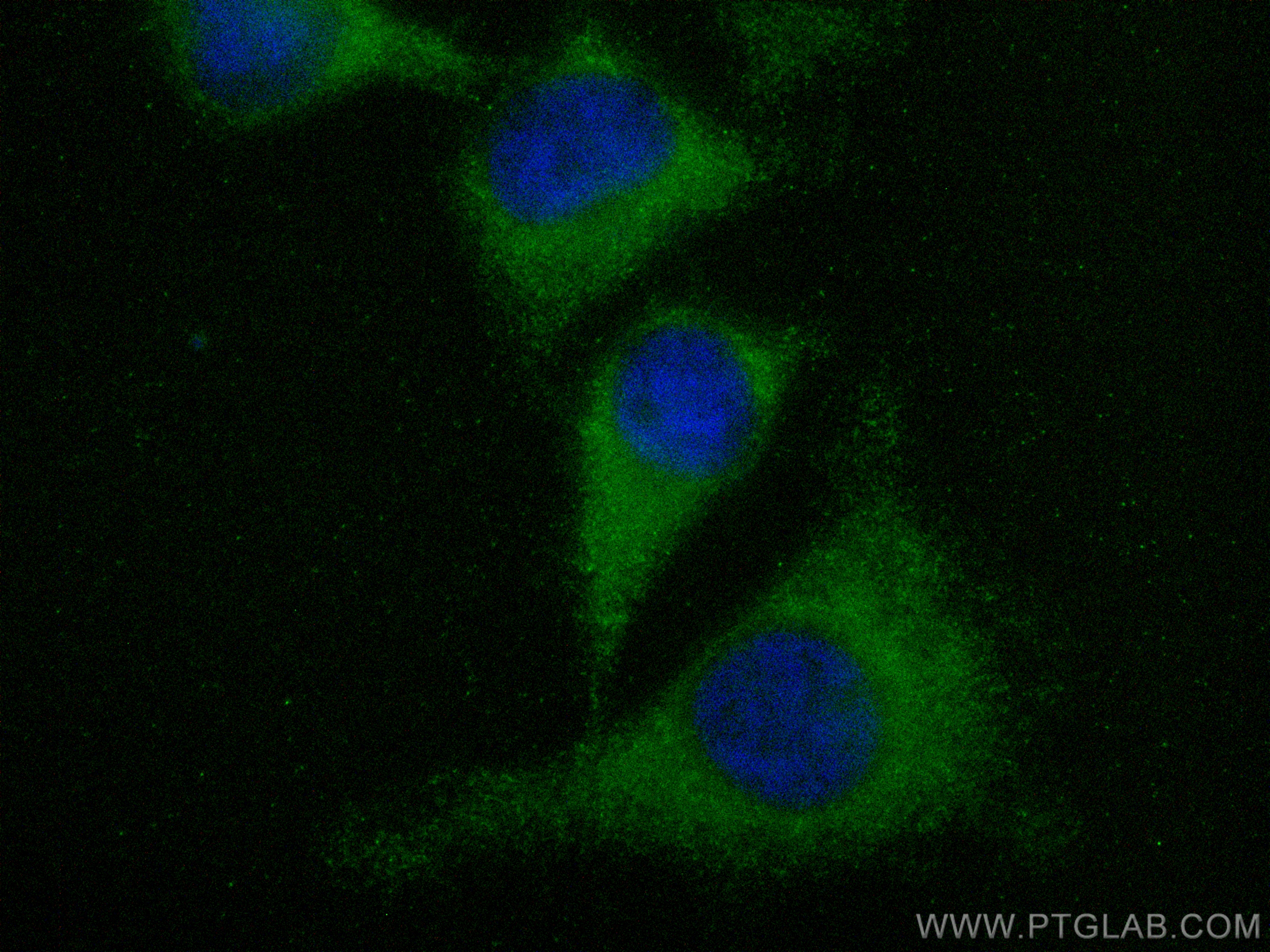 IF Staining of HeLa using CL488-12232