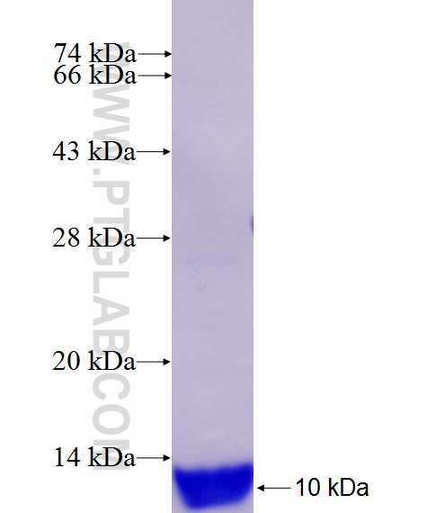 PRKACG fusion protein Ag27039 SDS-PAGE