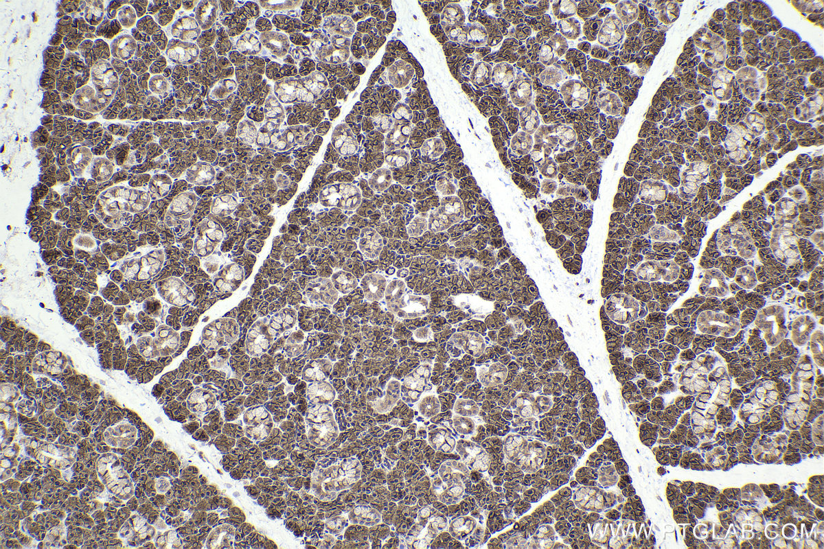 IHC staining of rat salivary gland using 20358-1-AP