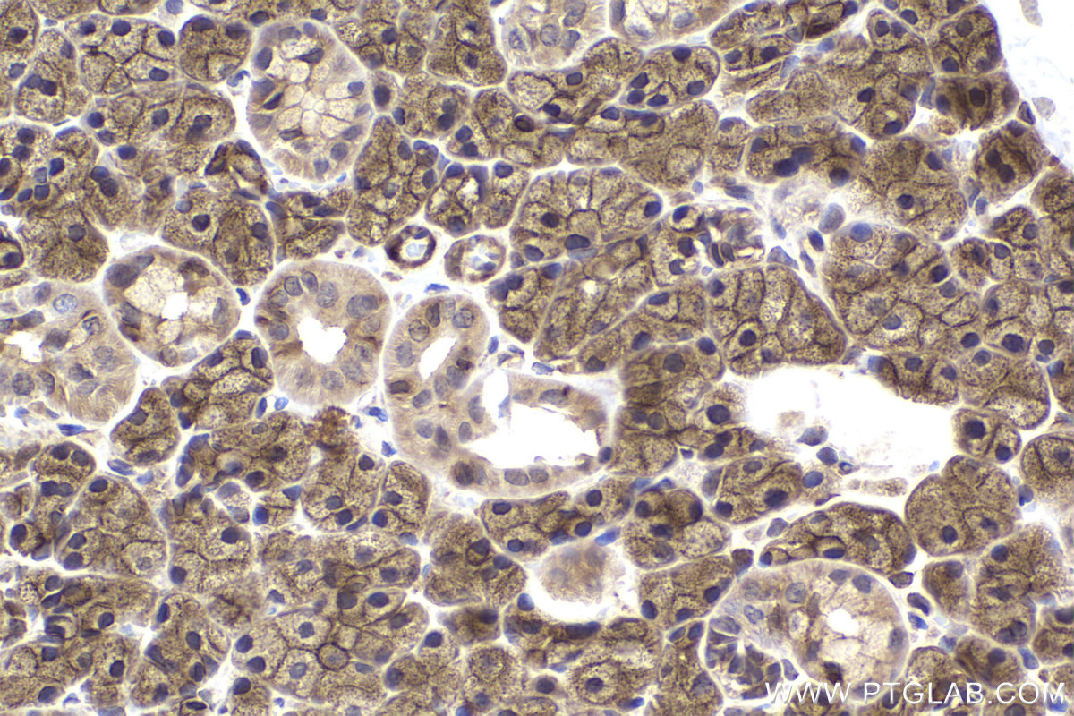 IHC staining of rat salivary gland using 20358-1-AP