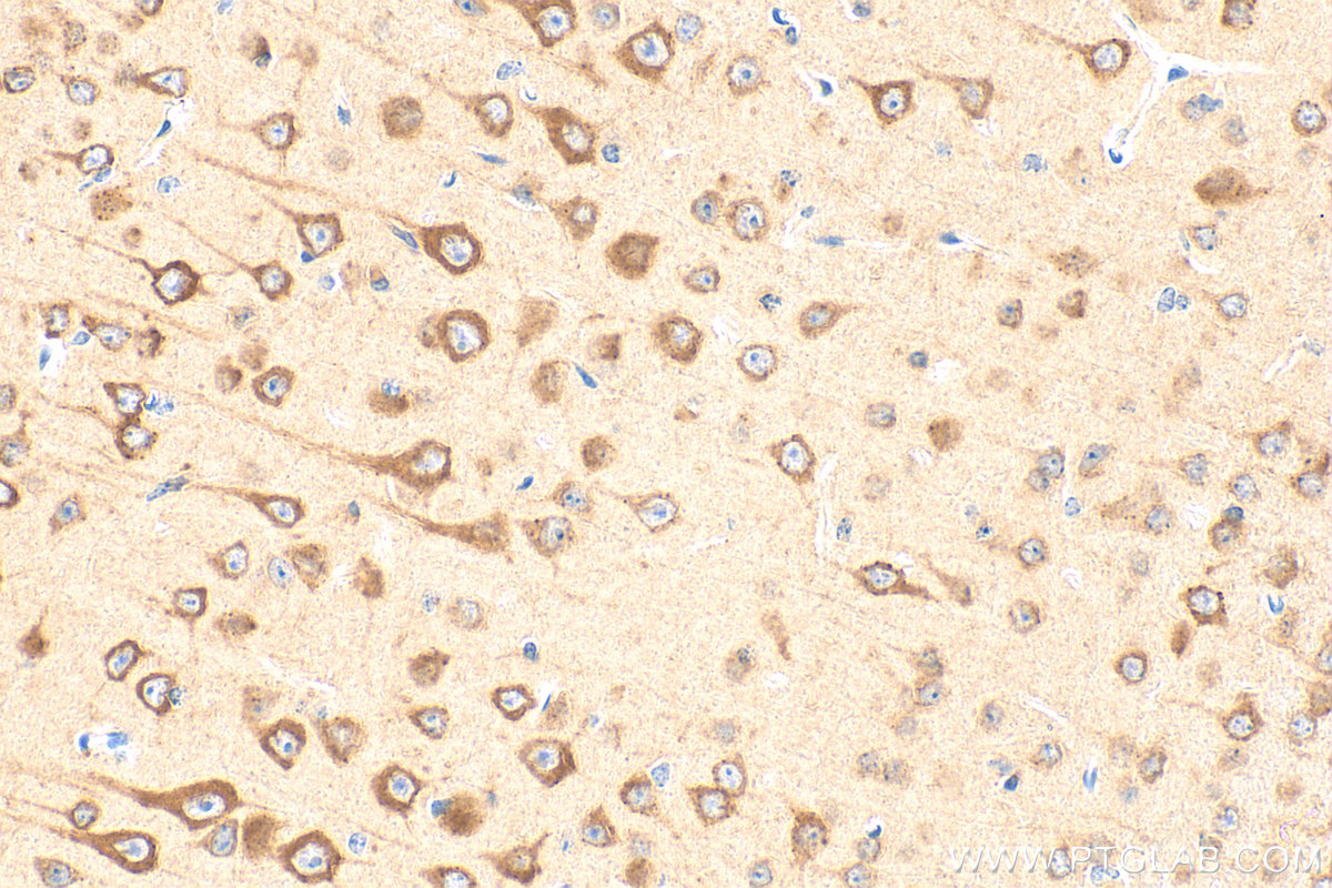 IHC staining of mouse brain using 17991-1-AP