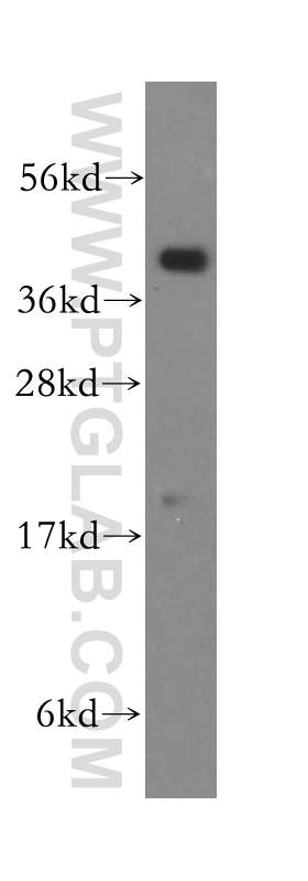 WB analysis of mouse lung using 16250-1-AP