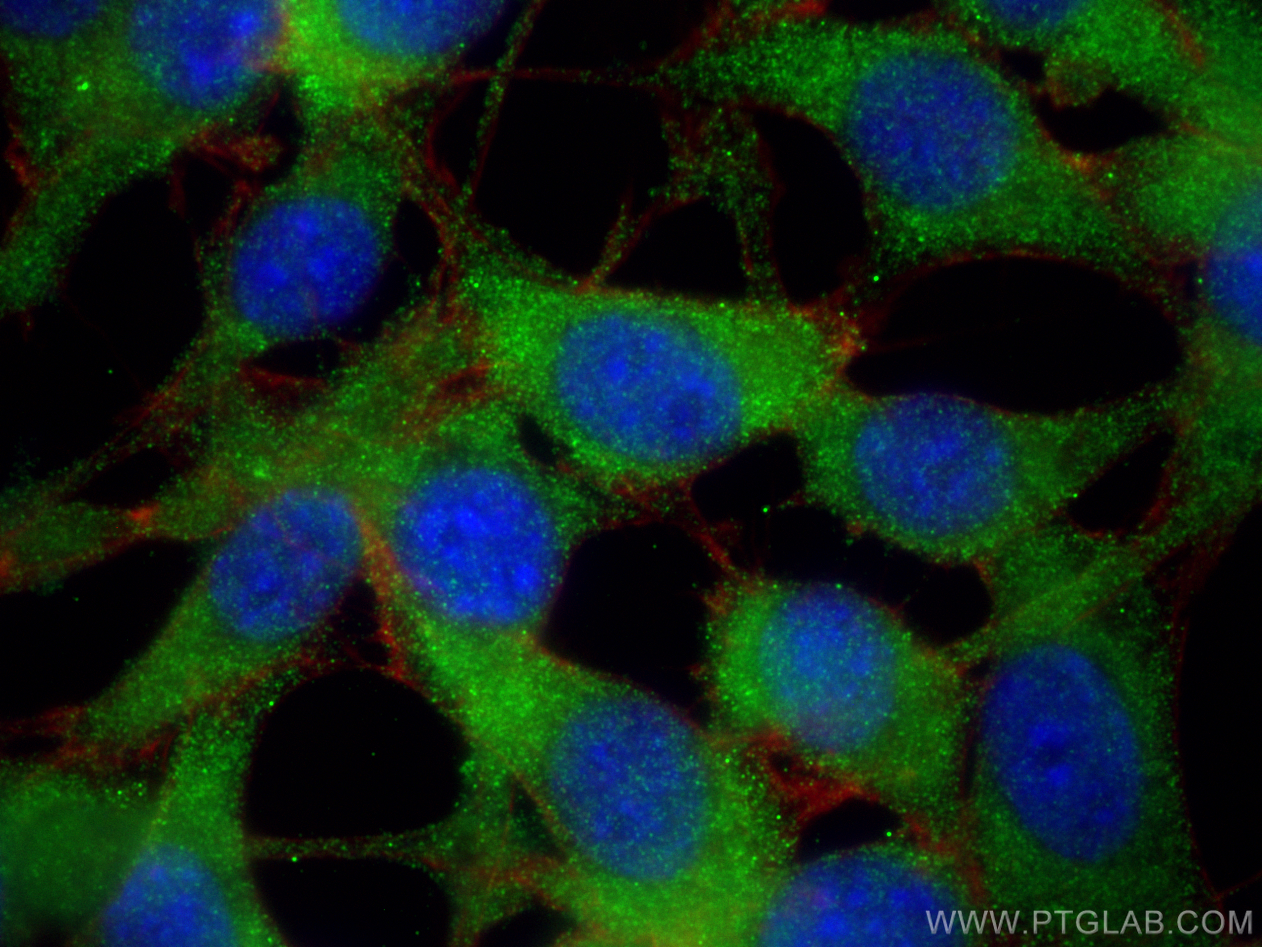 IF Staining of NIH/3T3 using 10860-1-AP