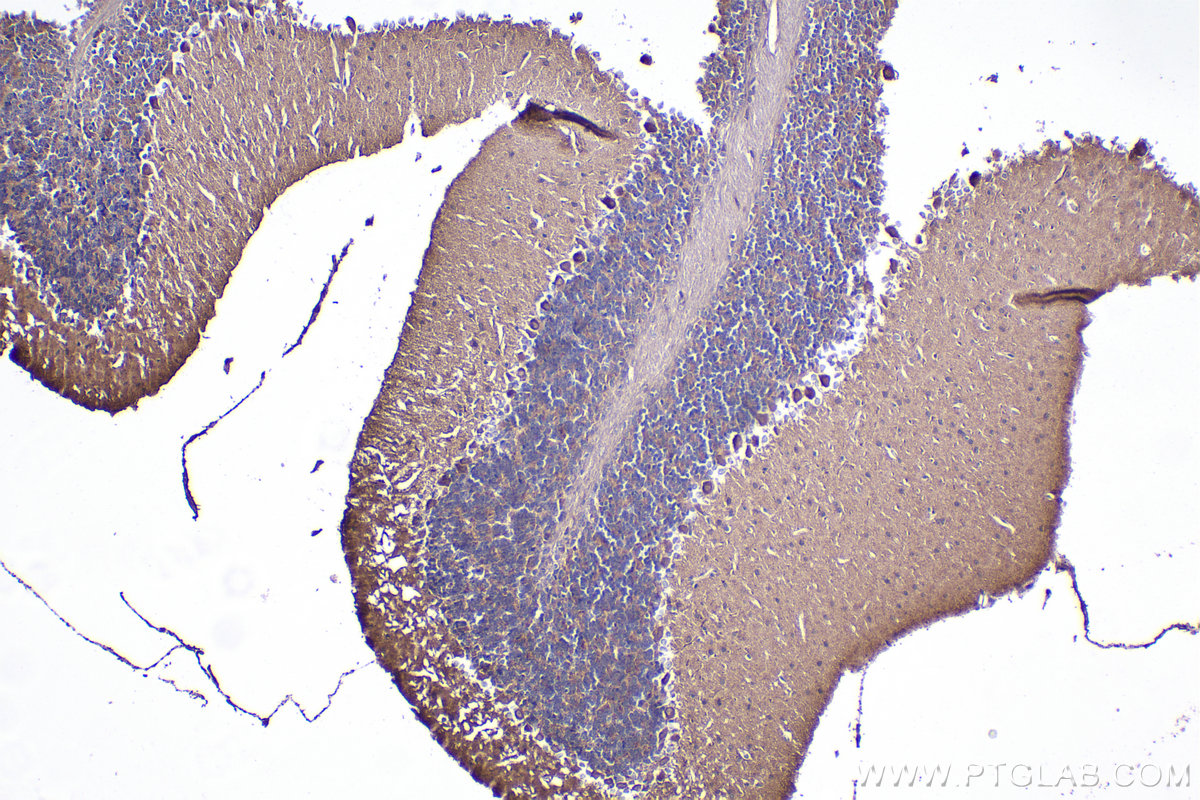 IHC staining of mouse cerebellum using 10860-1-AP